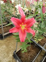 [4275 Bacardi Mak No01.JPG]